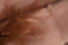 Indotristicha ramosissima