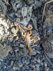 Centruroides infamatus