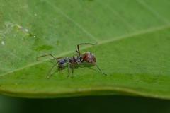Polyrhachis bicolor