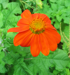 Tithonia rotundifolia image