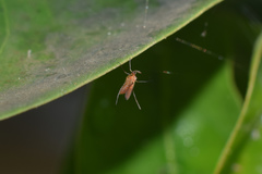 Diptera