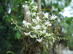 Phymatidium delicatulum