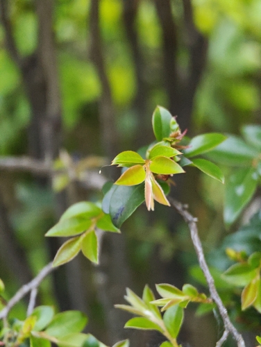 Diospyros vaccinioides observed 2026-04-25