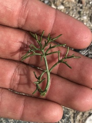 Chaenactis carphoclinia