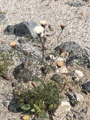 Chaenactis carphoclinia