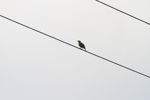 Spectacled Thrush (Turdus nudigenis), photo 6
