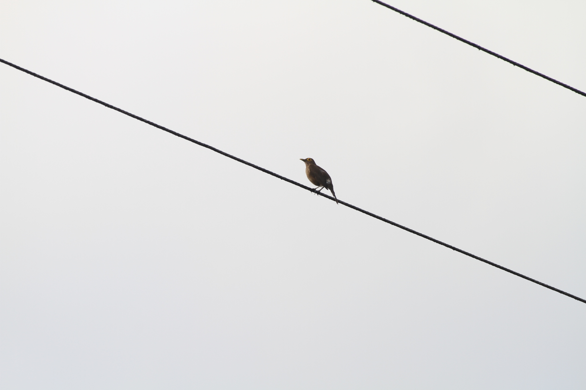 Spectacled Thrush (Turdus nudigenis), photo 6