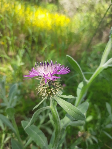 Centaurea seridis, photograph 1