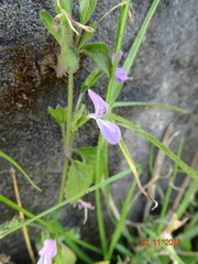 Dicliptera chinensis