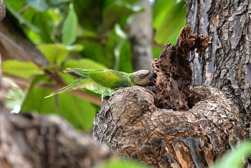 Red-breasted Parakeet