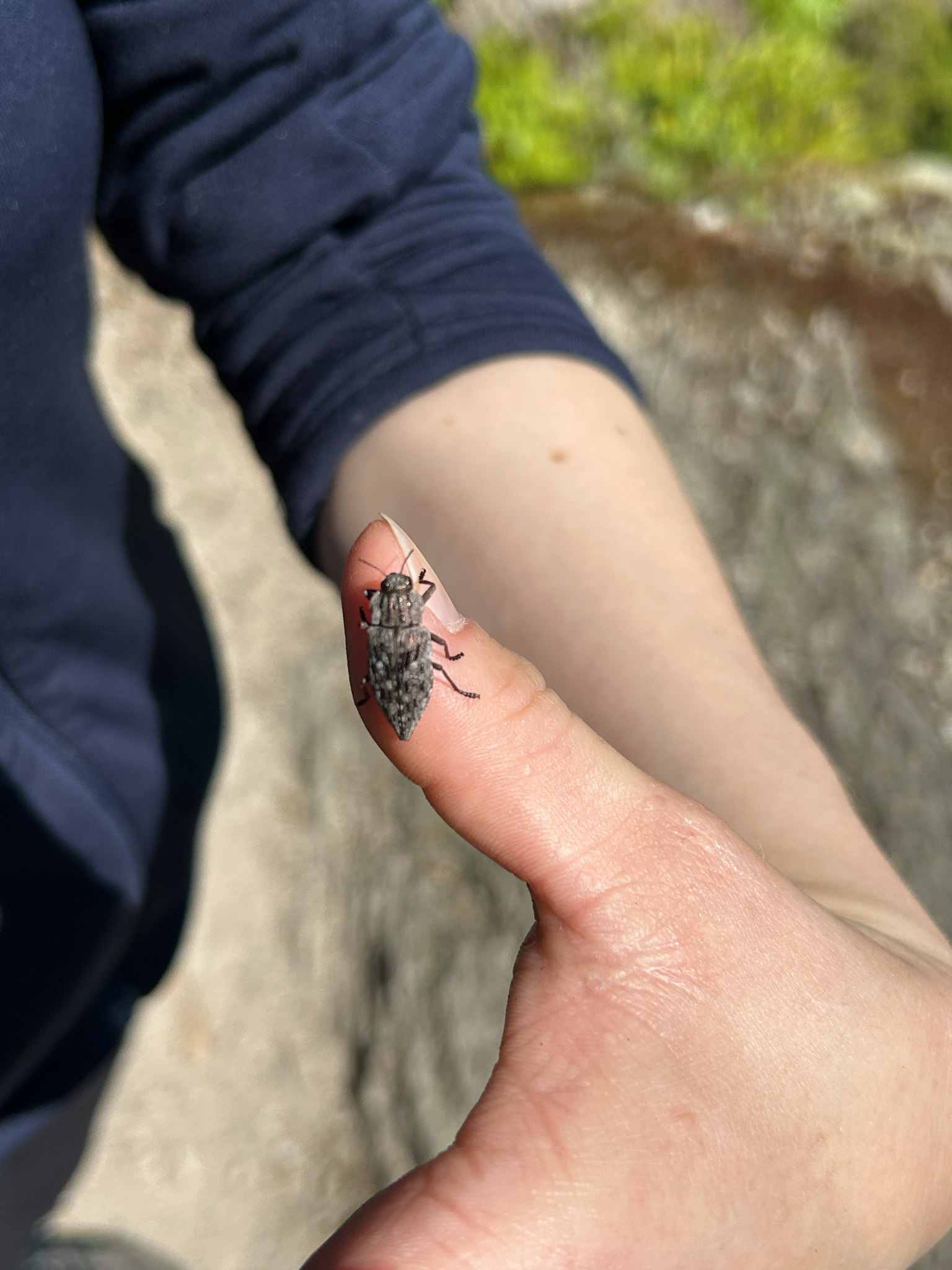 Dicerca moesta