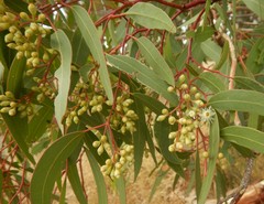 Eucalyptus fasciculosa