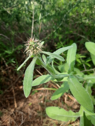 Centaurea seridis, photograph 2