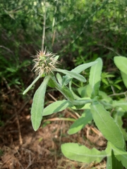 Centaurea seridis, photograph author not stated, no rights reserved