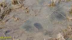 Rana uenoi