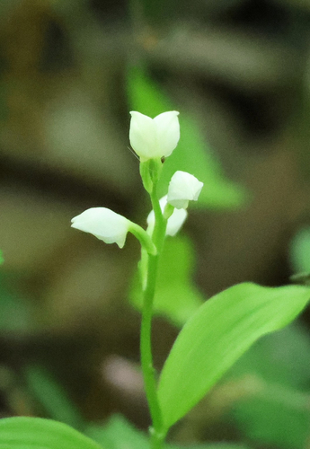 Cephalanthera erecta iNat (2)