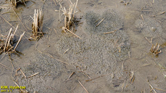 Rana uenoi
