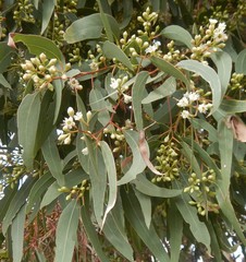Eucalyptus fasciculosa