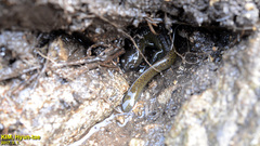 Hynobius leechii