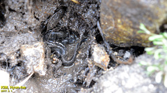 Hynobius leechii