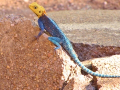 Agama kirkii