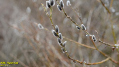 Salix