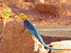 Agama kirkii
