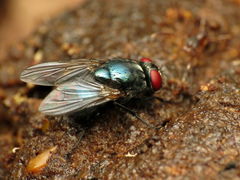 Eudasyphora