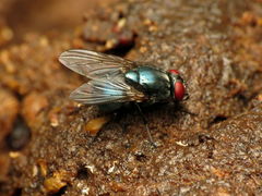 Eudasyphora