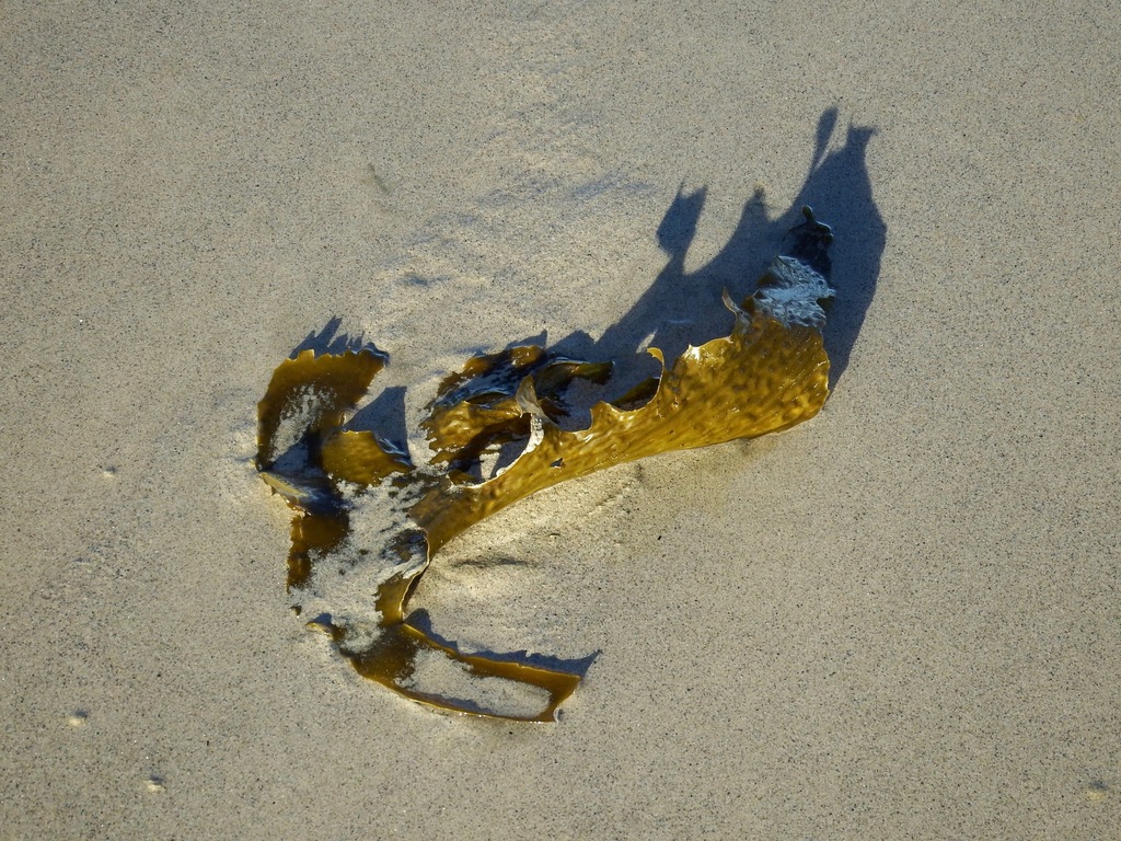 Common Kelp from Horseshoe Bay, 9818, New Zealand on February 24, 2017