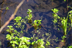 Chrysosplenium glechomifolium