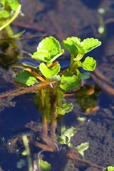 Chrysosplenium glechomifolium