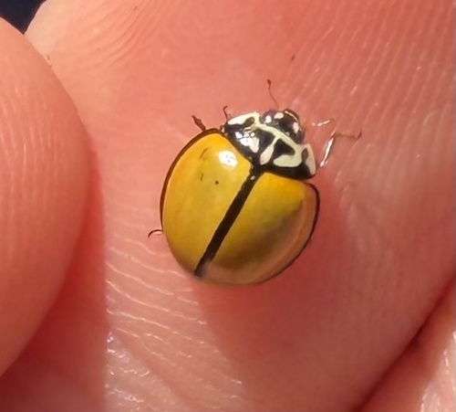 Blackring Lady Beetle