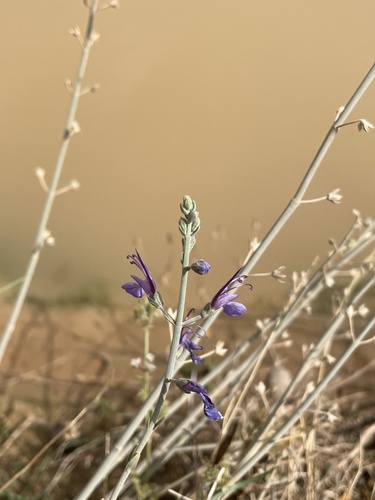 Desert Germander