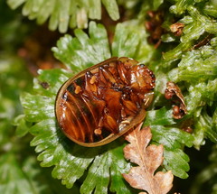 Paropsisterna lignea