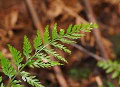 Asplenium gracillimum