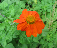 Tithonia rotundifolia image