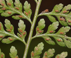 Asplenium gracillimum