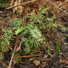 Asplenium gracillimum