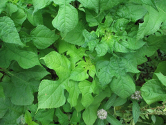 Tithonia rotundifolia image