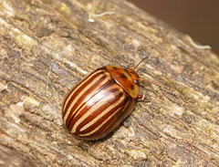 Paropsisterna lignea