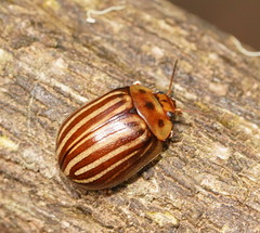 Paropsisterna lignea