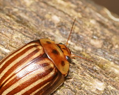 Paropsisterna lignea