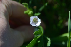 Callirhoe alcaeoides