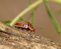 Paropsisterna lignea