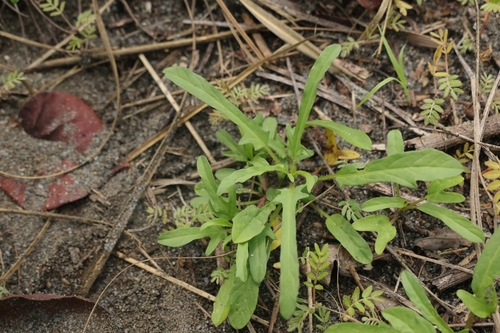 Ipomoea polymorpha observed 2026-04-25