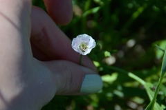 Callirhoe alcaeoides
