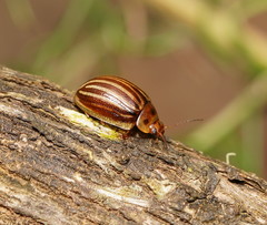 Paropsisterna lignea