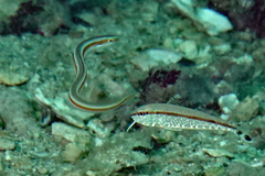 Gunnellichthys viridescens