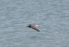 Ichthyaetus hemprichii